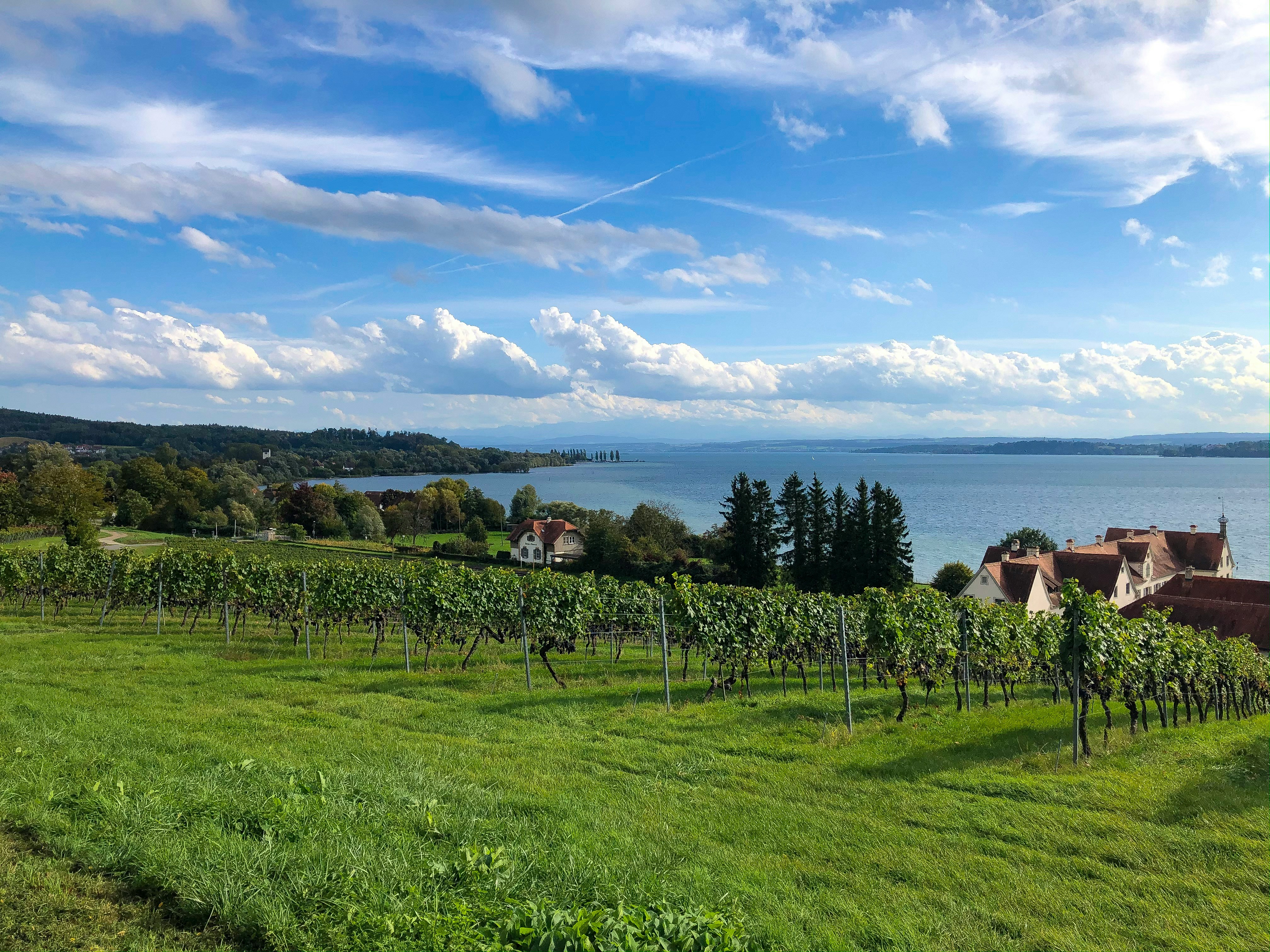 Weinberge mit Blick auf den Bodensee